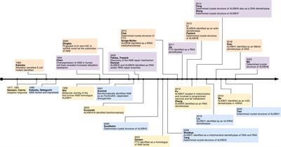 The role of demethylase AlkB homologs in cancer